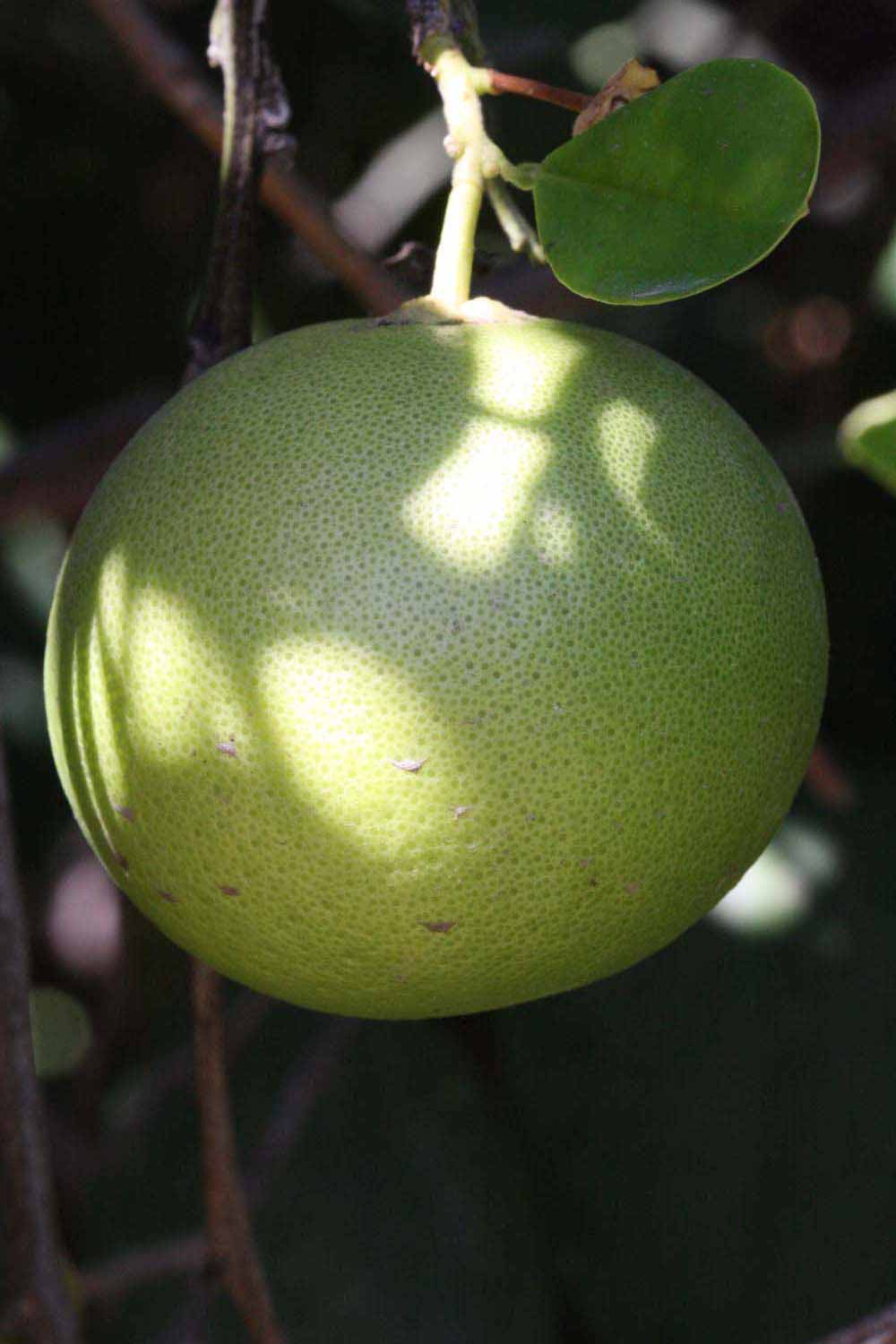            Fruit (Riverside, CA)   